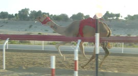 Camel race