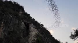 Hundreds of thousands of bats flying as one! (part 3/4)