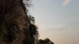 Hundreds of thousands of bats flying as one! (part 4/4)