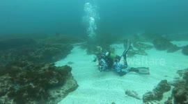 Ragged-tooth shark surprises diver off coast of South Africa