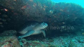Huge turtle emerged from underwater cave