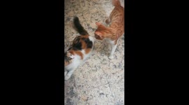 Markos Kitten Wanted To Attack His Mummy