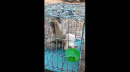 Cat clasped his hands and bowed Thank You to the woman for saving him from the slaughterhouse