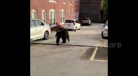 Wildlife officials shoot dead black bear seen running through US city centre