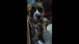 The kitten's adorable action when he tries to lean over to kiss and cuddle the dog