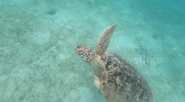 Green See Turtle