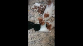 Milk Contest Between Triplets Dady Watch As Referee