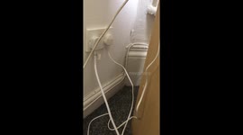 Rats invade student homes