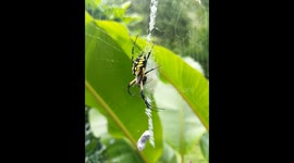 Yellow Garden Spider catches a house fly and wraps it in silk