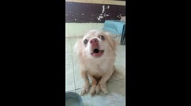 Adorable moment when dog talking to owner with a cute face