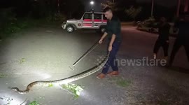 Python rescued from university campus in northern India