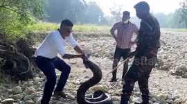 Massive 16-foot-long python rescued in northern India
