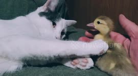 Louie the cat in California falls in love with baby ducks