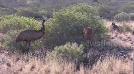 Emus – the worlds second largest bird at home in the bush