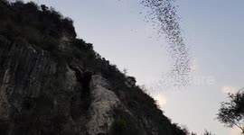 Cloud of thousands of bats fly out of cave in remote Cambodia