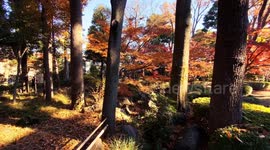 Autumn Beauty Of A Japanese Garden: Otaguro Park, Tokyo Japan