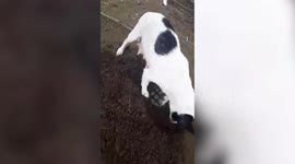 Heartbreaking moment grieving mother dog made a grave for her dead puppy