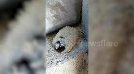 Bizarre creature found covered in wriggling maggots hatching from its body