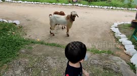 Funny video of toddler terrified of goats