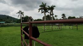 Pity ostrich its head fully covered with stoking
