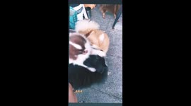 Cute puppies playing like siblings, naughty pomeranian puppies