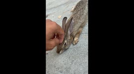 Californian skater rescues adorable rabbit stuck in skatepark bowl