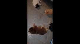 Tired cute puppies after playing