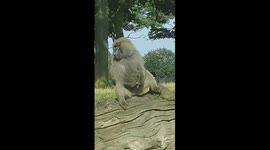 Baboon Having A good Time At Safari Park