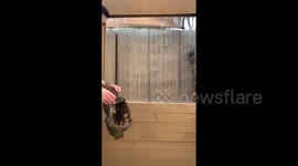 A military man and his dog repeat a popular challenge in Tik Tok