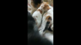 Sofi Kitten Cleaning Time Mummy