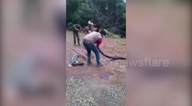 14-foot-long king cobra rescued from warehouse in southern India