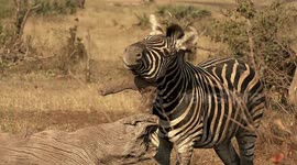 Itchy zebra finds great relief while adamantly scratching its face against stump