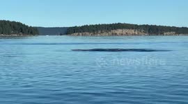 Orcas swimming straight into the front of our boat