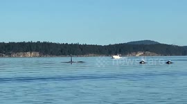 6 orcas killer whales and babies swim right at our boat beautiful lighting