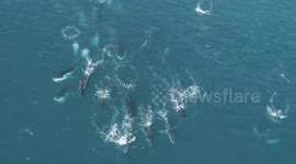 Rare sight of humpback whales stampeding through waters in Australia while feeding on krill