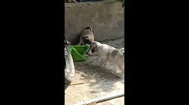 A lovely moment when 3 puppies compete for their owner's face towel
