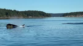 Pack of Orcas swim through Canadian waters