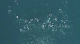 Humpbacks of Tathra feeding frenzy