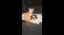 The mother cat and 2 kittens sit in line to sun together