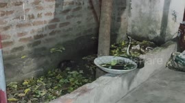 A Mother rat fighting with a cobra to save her babies in Southern India