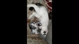 Cat puppies Drinking Milk