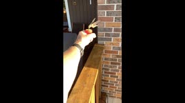 Canadian man feeds tiny hummingbirds by hand in amazing encounter