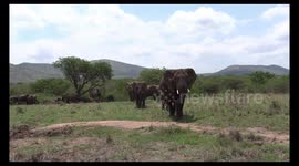 Elephant charges our car on Safari in Hluhluwe