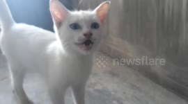 blue and green eyed cat