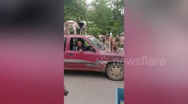 Six pet dogs ride on top of pickup truck because back is full of grass cuttings