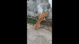 Two adorable kittens playing beside an old wall, on Dong Ji island, Taiwan.
