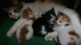 Sofi Kitten Happy After Warm Breastfeeding With Siblings