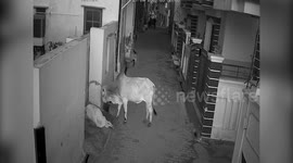 Bull viciously attacks elderly lady and grandson in northern India