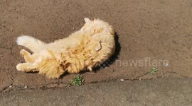 George the cat goes solar