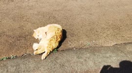 George the cat goes solar 2